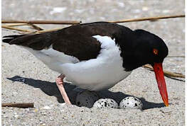 Picture oystercatcher with eggs