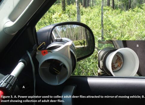 Picture of a car mirror with an attached aspirator to attract deer flies, and an inset showing the collected flies
