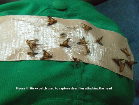 Picture of a piece of sticky tape attached to a hat. Several deer flies are stuck on the tape.