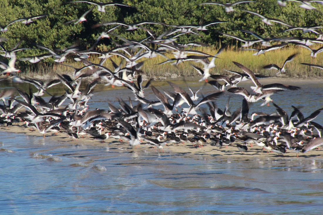 Picture of Bird visitors may see on the boat trip to the island