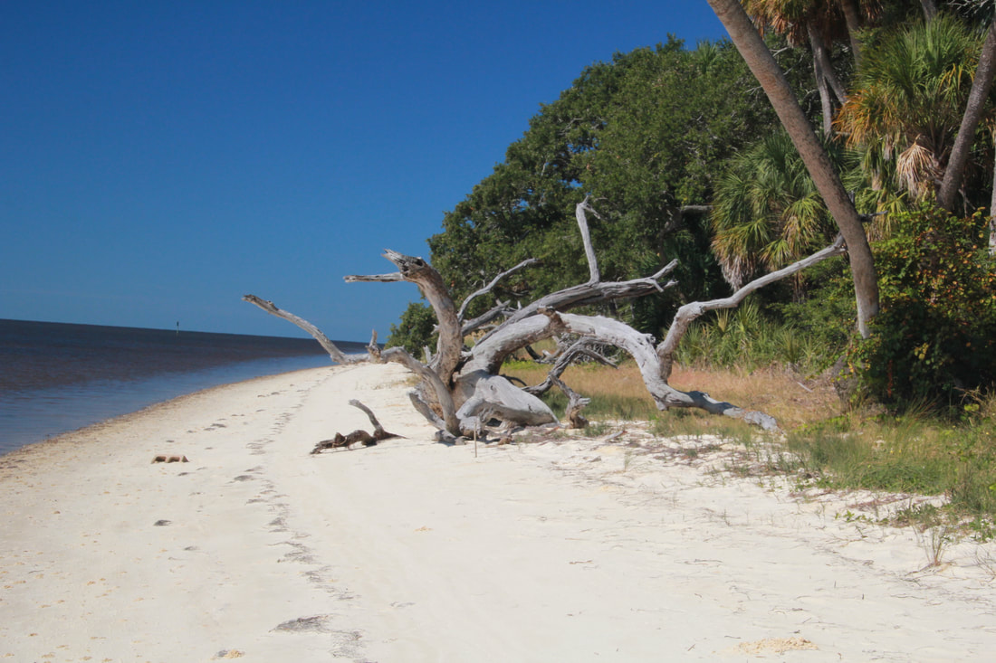Picture of Drift wood along the beach on the far side of the island