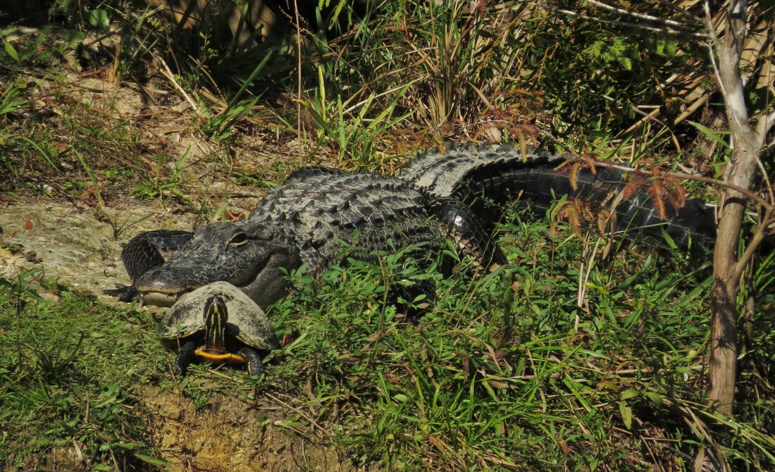 Picture of tan alligaotr lounging in the scrub with a turtle resting next to its head