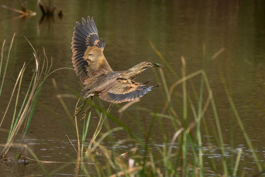 Picture of an American Bittern