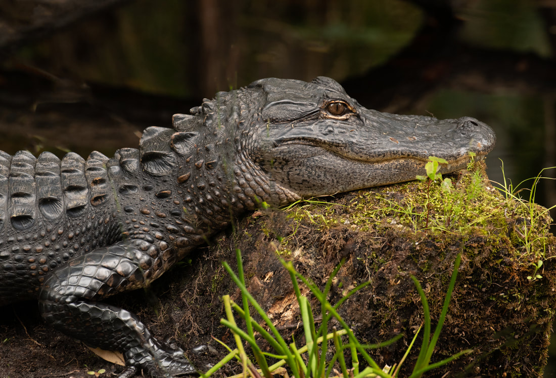 Picture of the shoulders, front leg, and head of an alligator. The head rests on a moss covered rock