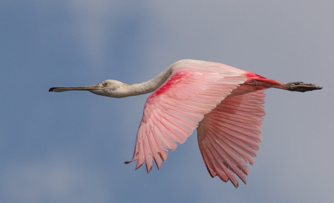 Picture of a roseate spoonbill in flight