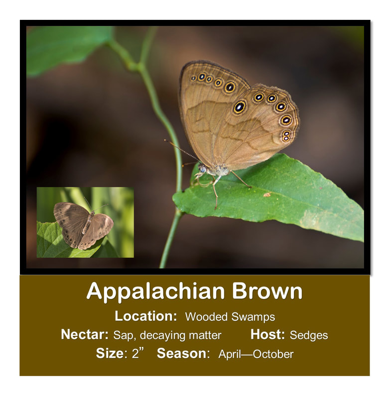 Appalachian Brown