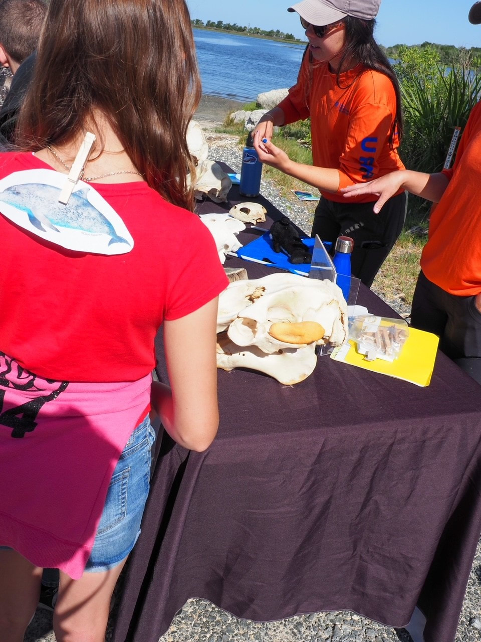Picture of Marine Mammal Stranding and  Rescue biologists working with the students at their Station
