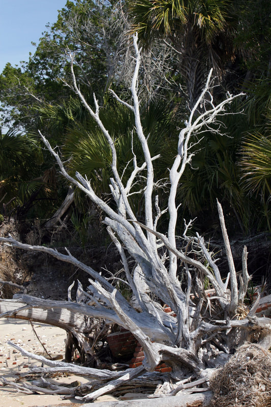image of driftwood on island beach