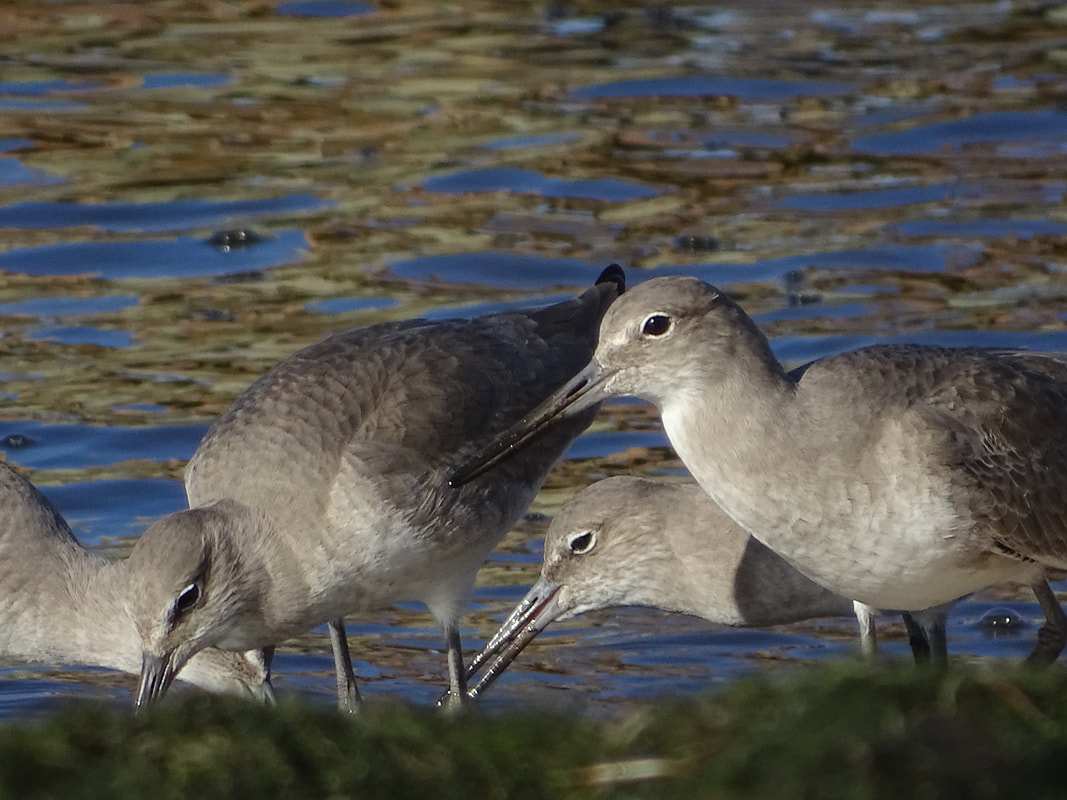 Picture of several willets on a shoreline