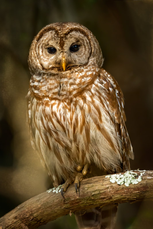Picture of a Barred Owl