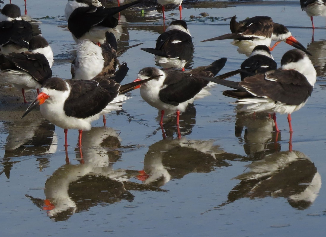 Picture of several black skimmers standing in water which is reflecting them