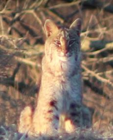 Picture of bobcat sitting staring at the camera