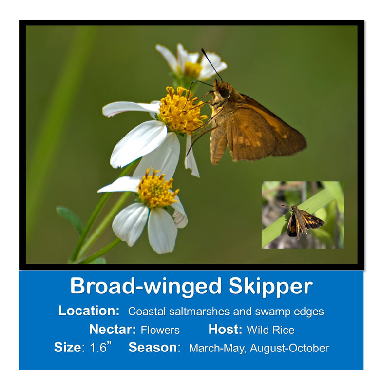Broad-winged Skipper