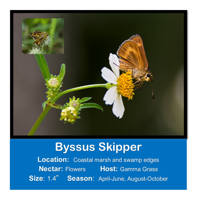 Byssus Skipper