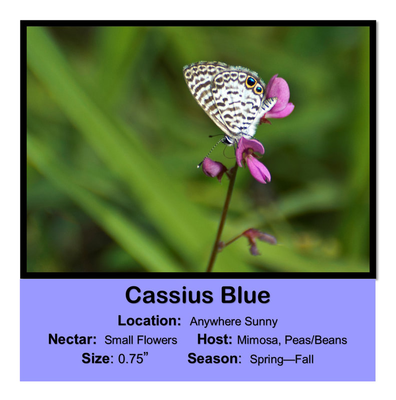 Cassius Blue
