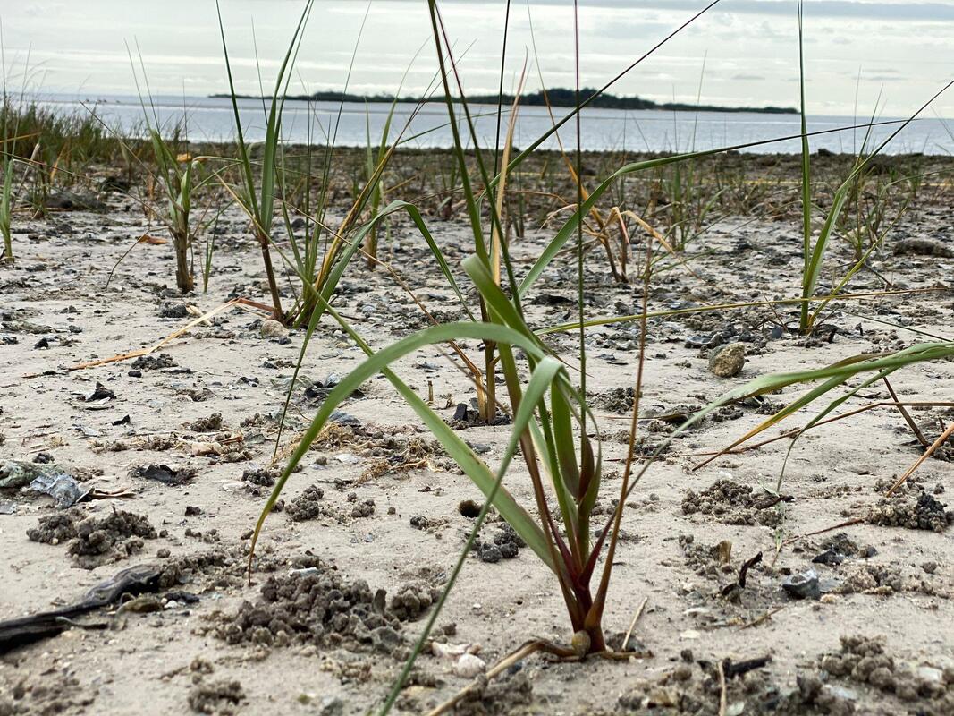 Grasses planted on beach to prevent erosion