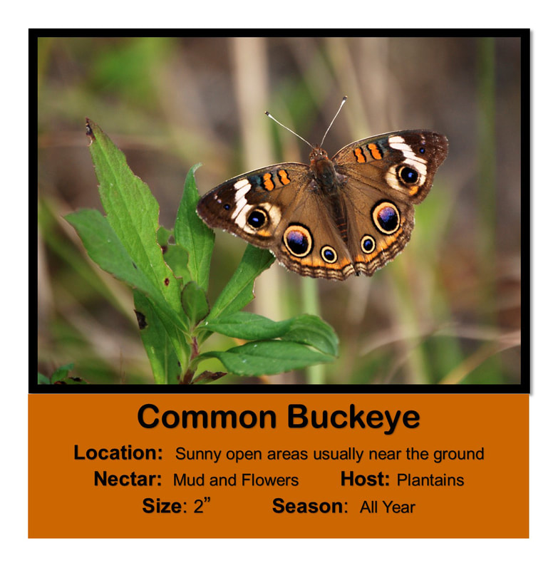Common Buckeye