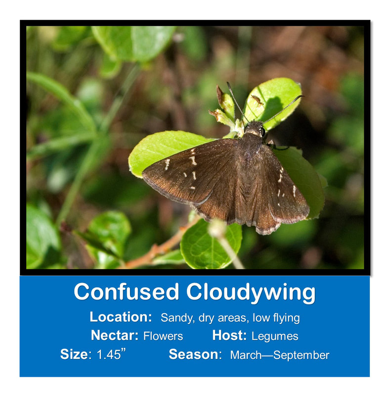 Confused Cloudywing