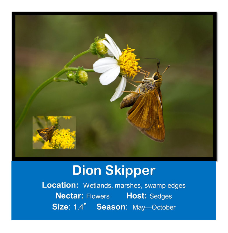 Dion Skipper