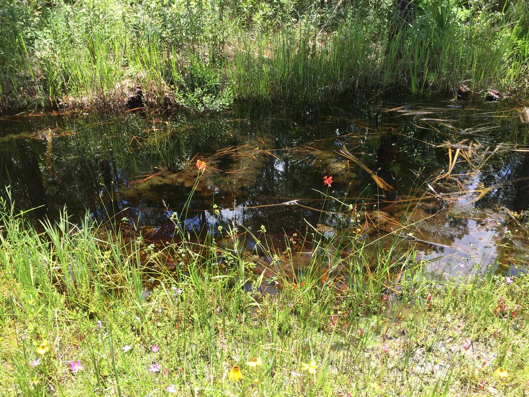 Picture of a ditch alonmg the Nature Drive showing tannin clor water. Red wildflowers are on the its banks