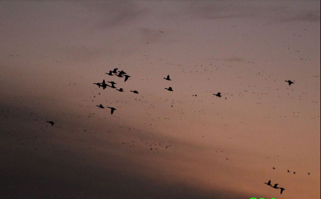 Picture of ducks in flight against a sunset sky