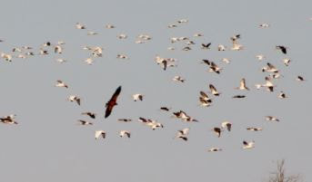 Picture of a flock of birds with an eagle launching into it