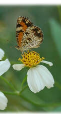 picture of a Phaon Crescent butterfly on a flower