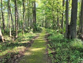 Picture of part of The River Trail