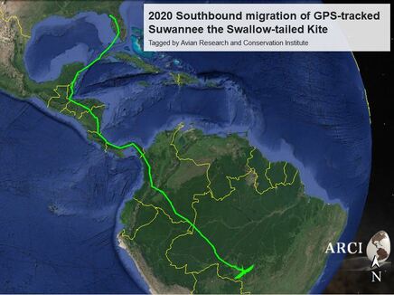Map showing flight route of bird from the Lower Suwannee NWR to Brazil
