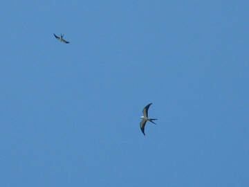 Picture of Two Swallow-tailed Kites flying above the Nature Drive on Lower Suwannee NWR