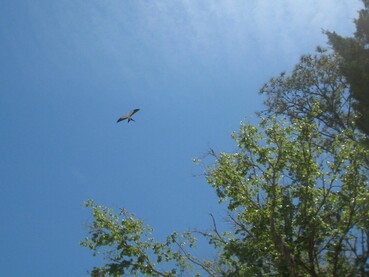 Picture of a swallow-tailed kite flying  near trees on Lower Suwannee NWR against blue sky background