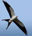 Swallow-tail kite seen flying from below