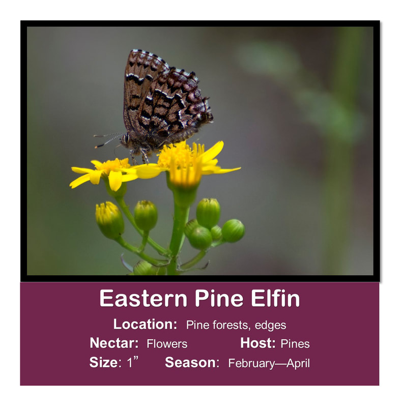 Eastern Pine Elfin