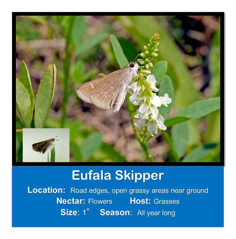 Eufala Skipper