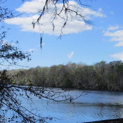Picture of Suwannee River from end of River Walk