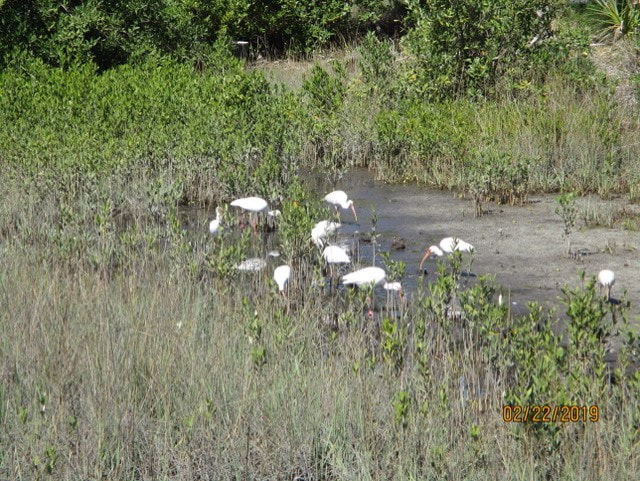 Picture of Ibises at a pond