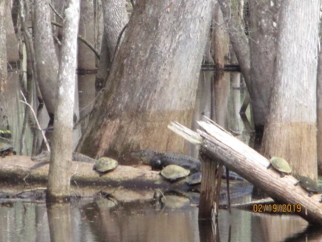 Picture of turtles and alligators along River Walk
