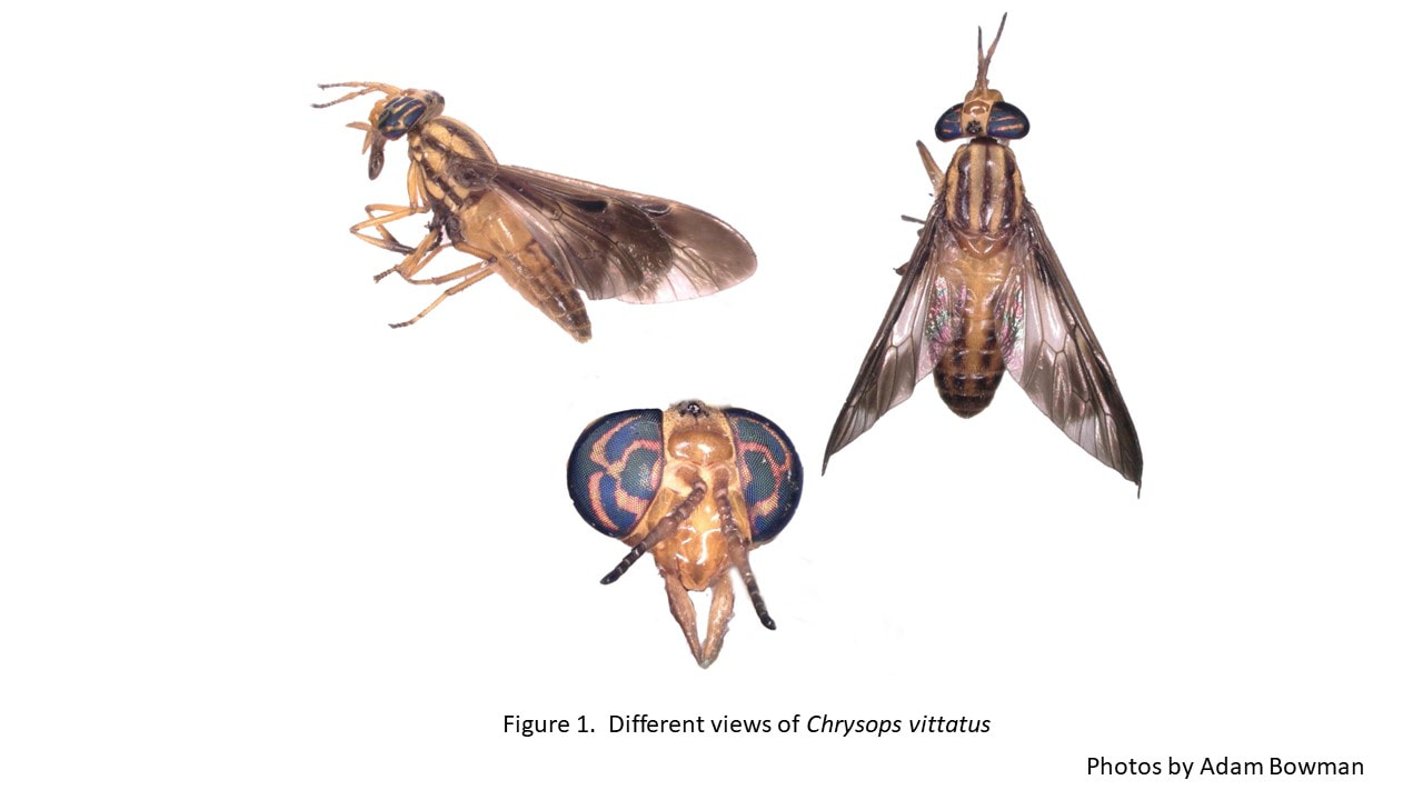 Picture of three different views of Chrysops vittatus
