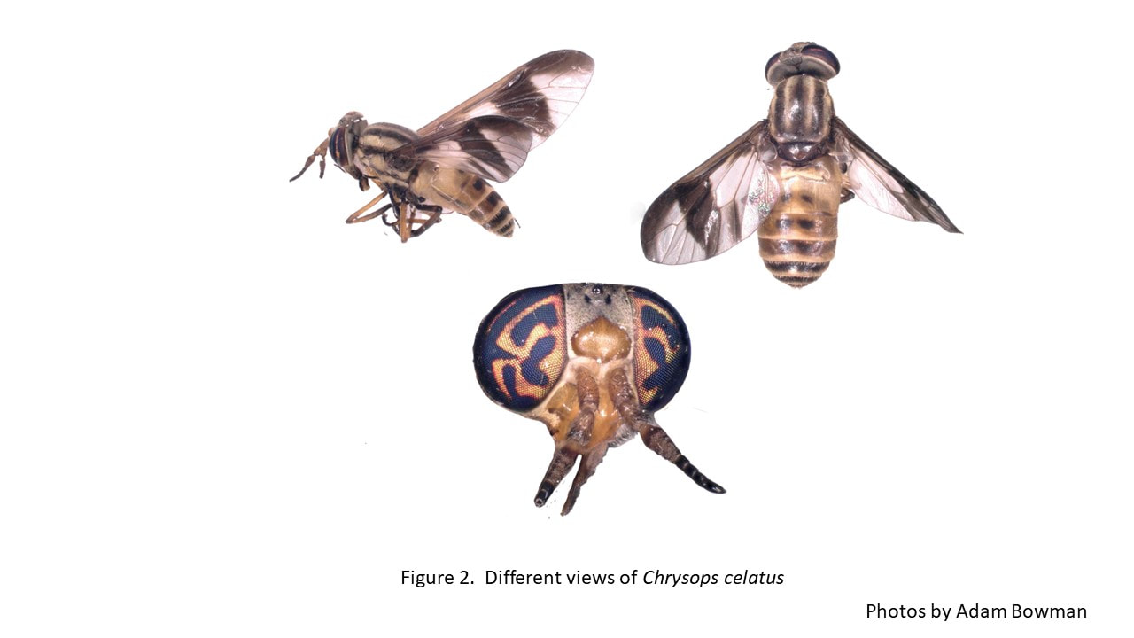 Picture of three views of Chrysops celatus
