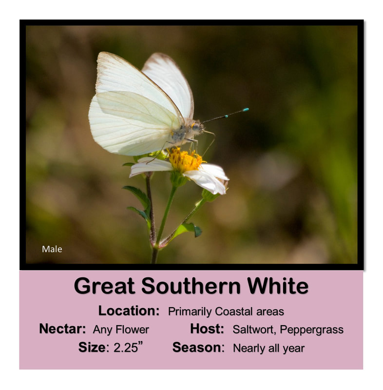 Great Southern White