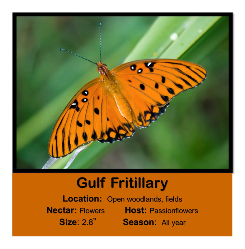 Gulf Fritillary