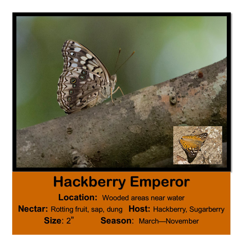 Hackberry Emperor