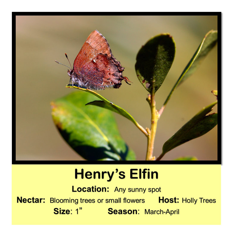 Henry's Elfin
