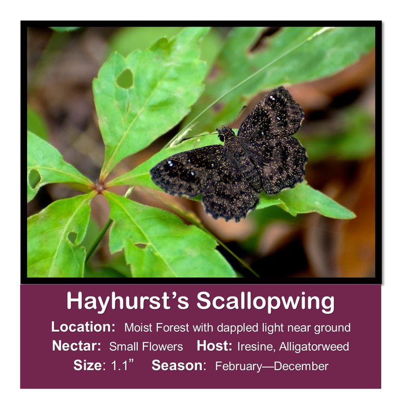 Hayhurst's Scallopwing