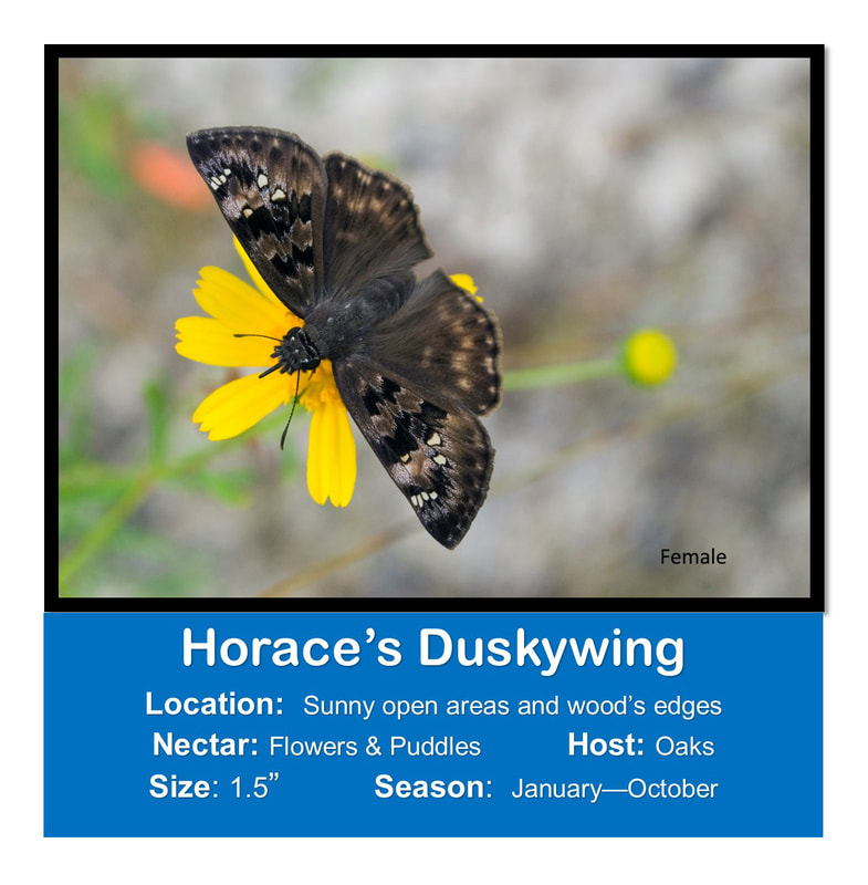 Horace's Duskywing