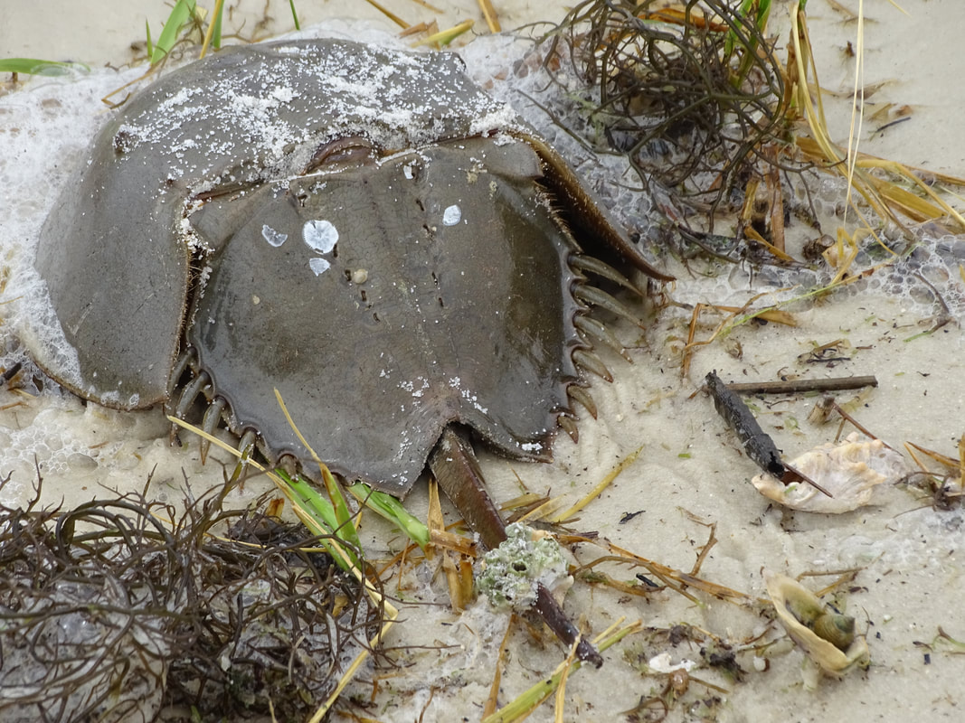 Picture of horseshoe crab