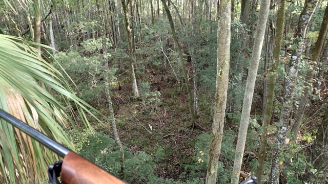 image of the woods from a hunt stand, showing gun in foreground