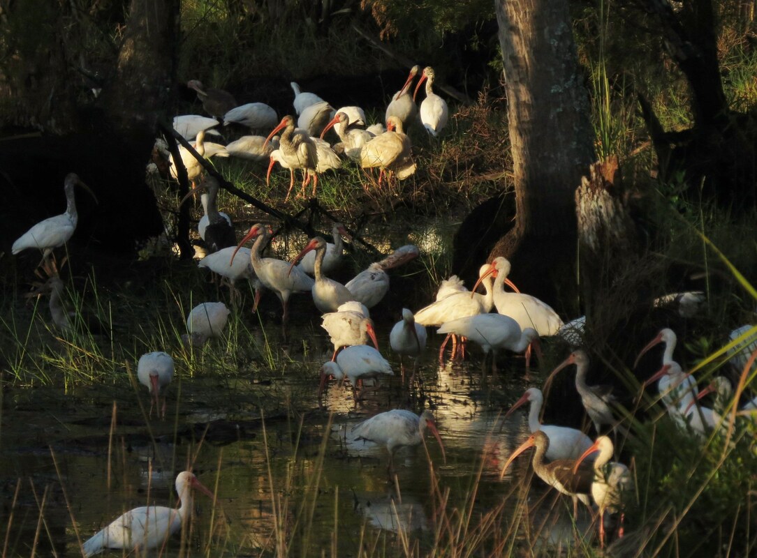 Picture of Ibises foraging and feeding in freshwater habitats off Dixie Mainline on the Dixie county side of the Lower Suwannee NWR. photo credit-Larry Woodward