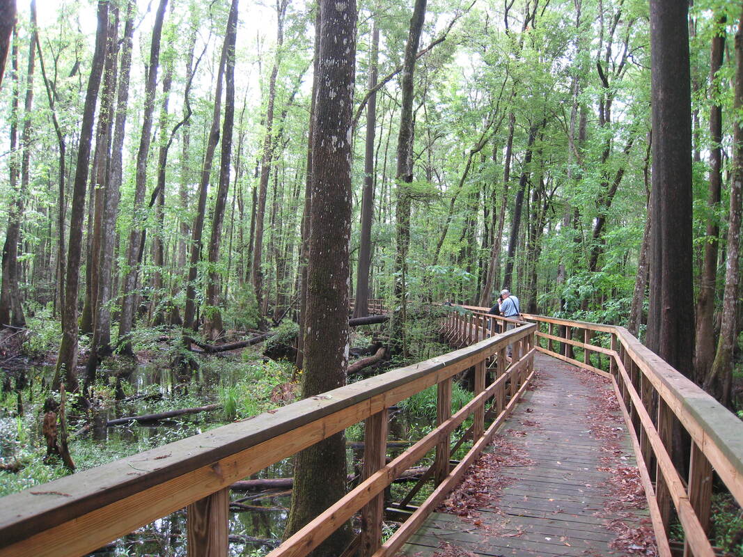 Picture of a man, in the distance, looking over the railing of the boardwalk surrounded by trees
