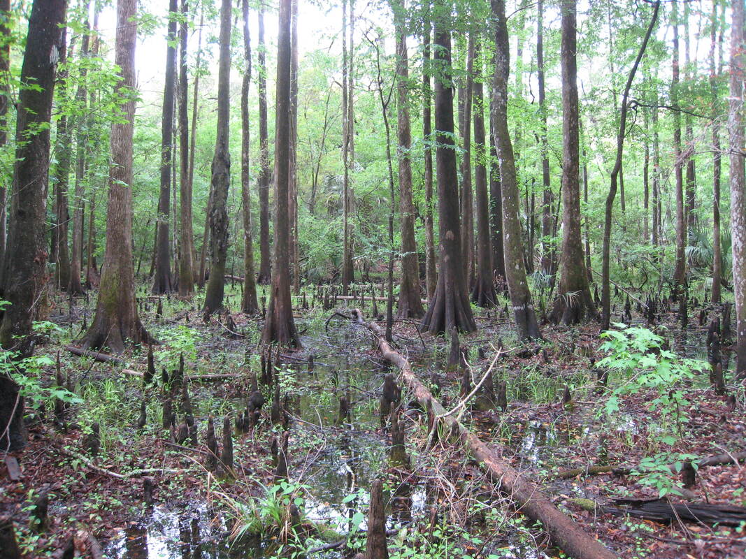 Picture of cypress knees and trees seen from the boardwalk